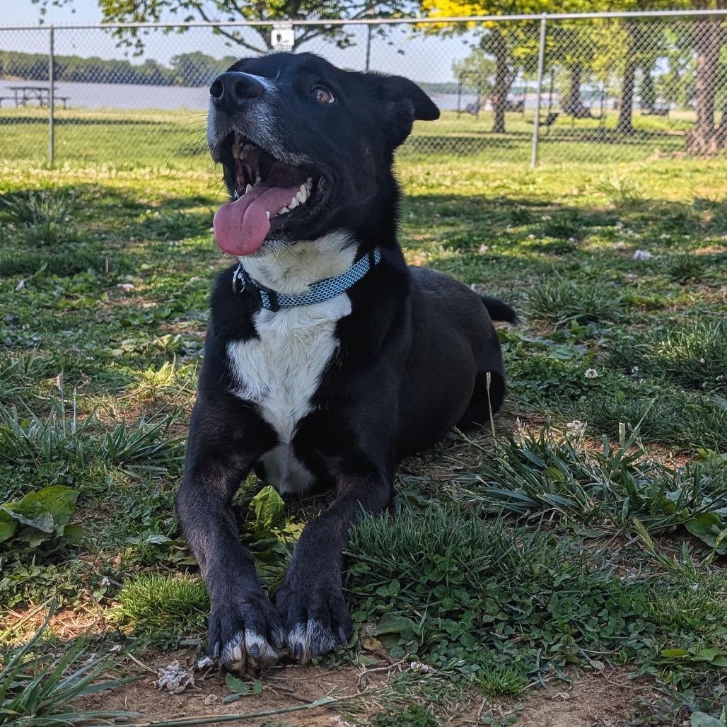 Sycamore, Adoptable, Adult Male Mixed Breed.