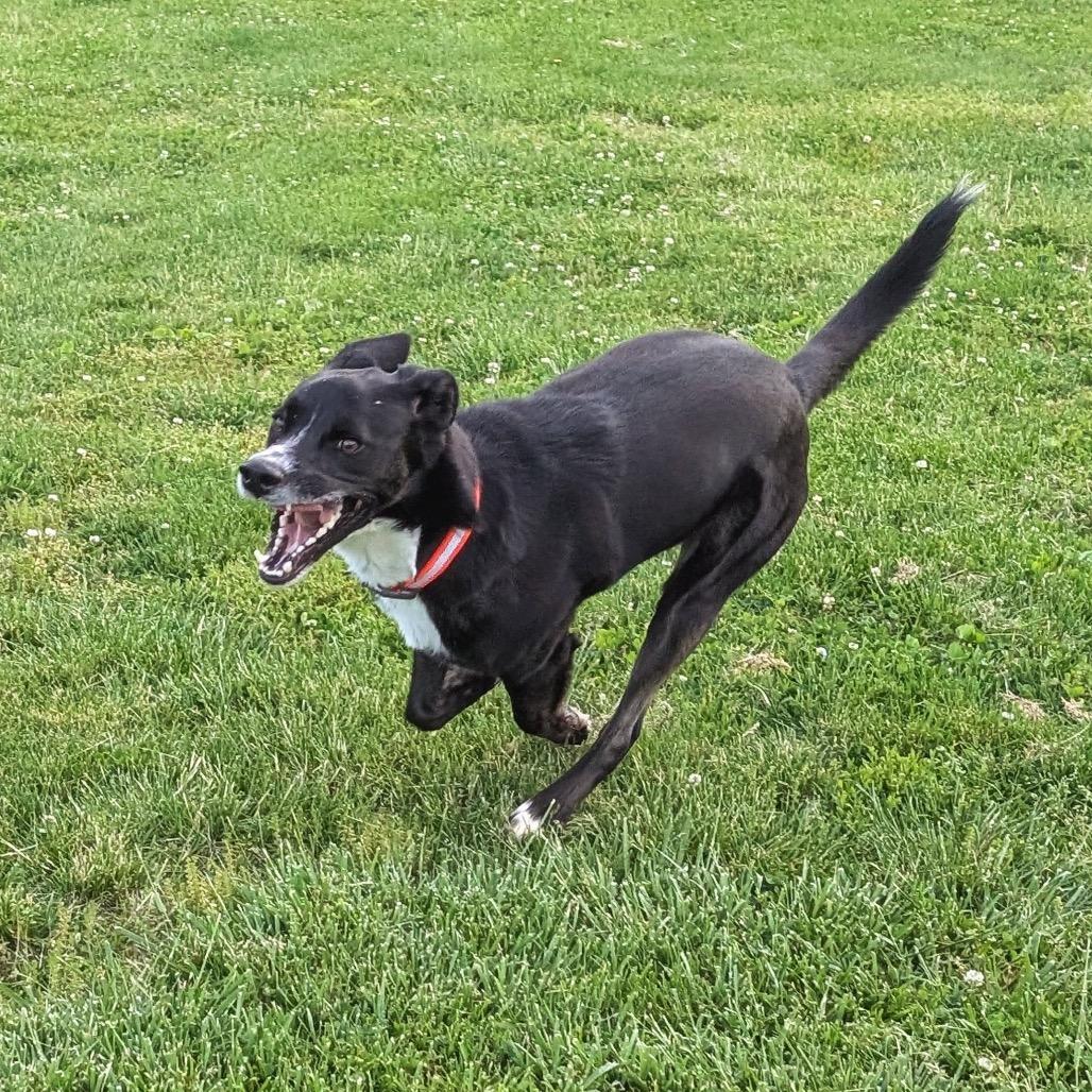 Enlarge Sycamore, a Adoptable Mixed Breed in Henderson, KY image 3/6