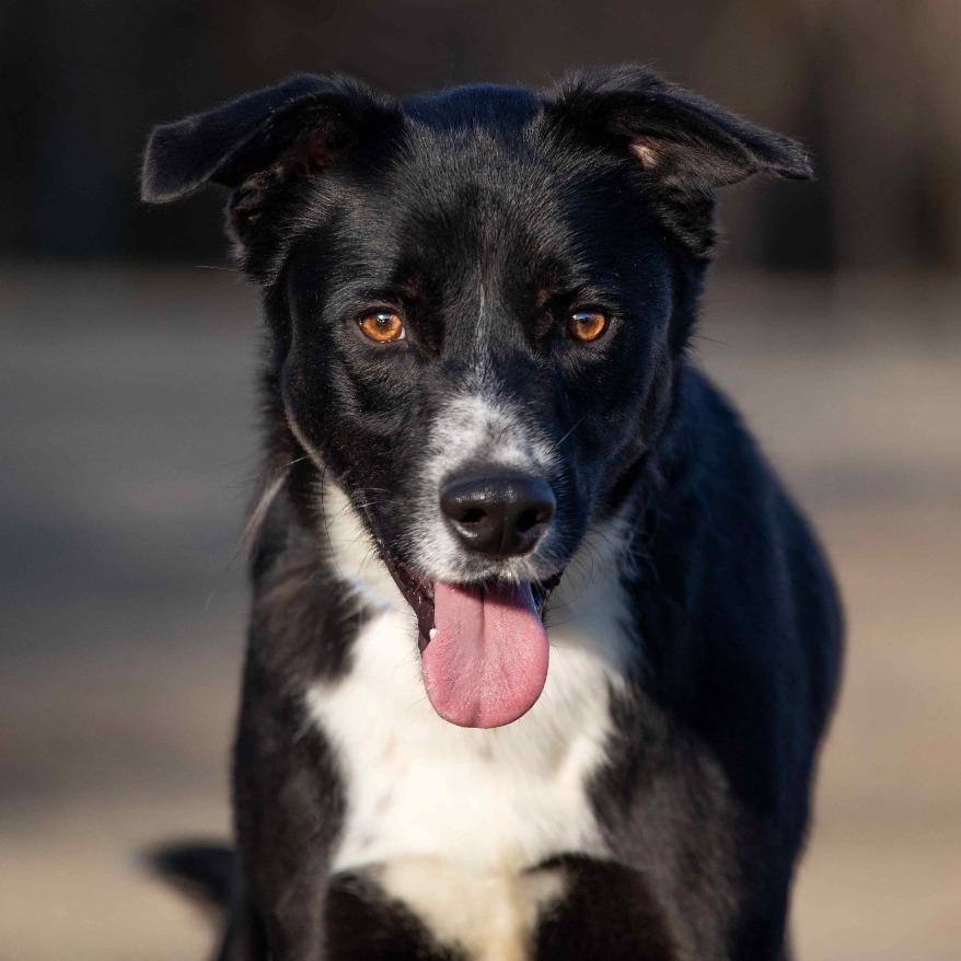Enlarge Sycamore, a Adoptable Mixed Breed in Henderson, KY image 4/6