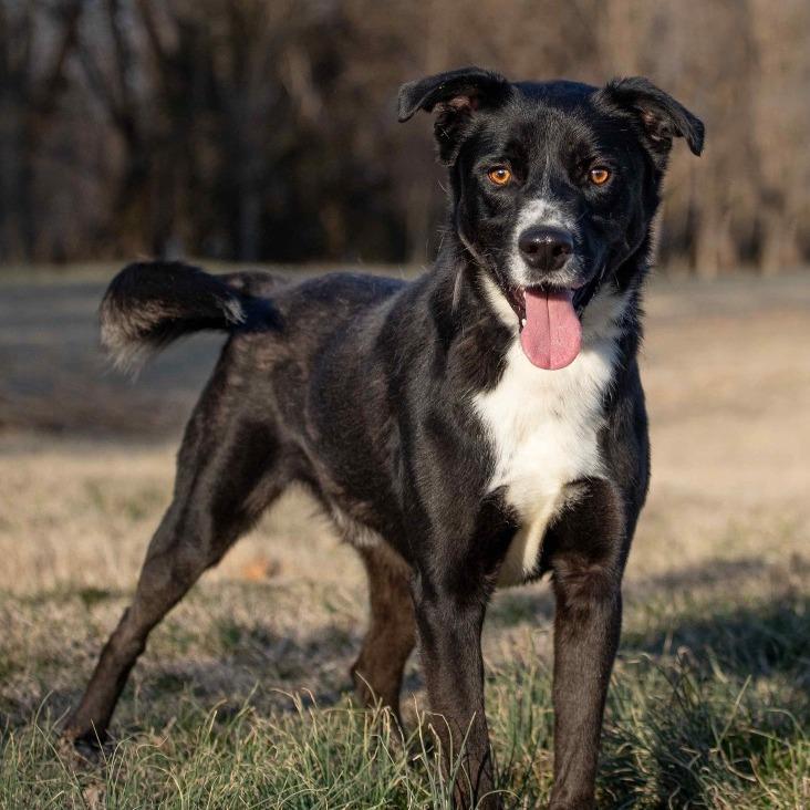 Enlarge Sycamore, a Adoptable Mixed Breed in Henderson, KY image 5/6