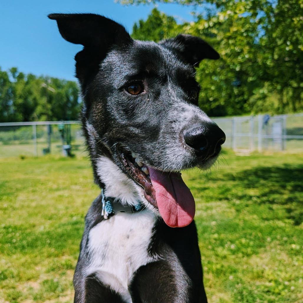 Enlarge Sycamore, a Adoptable Mixed Breed in Henderson, KY image 6/6