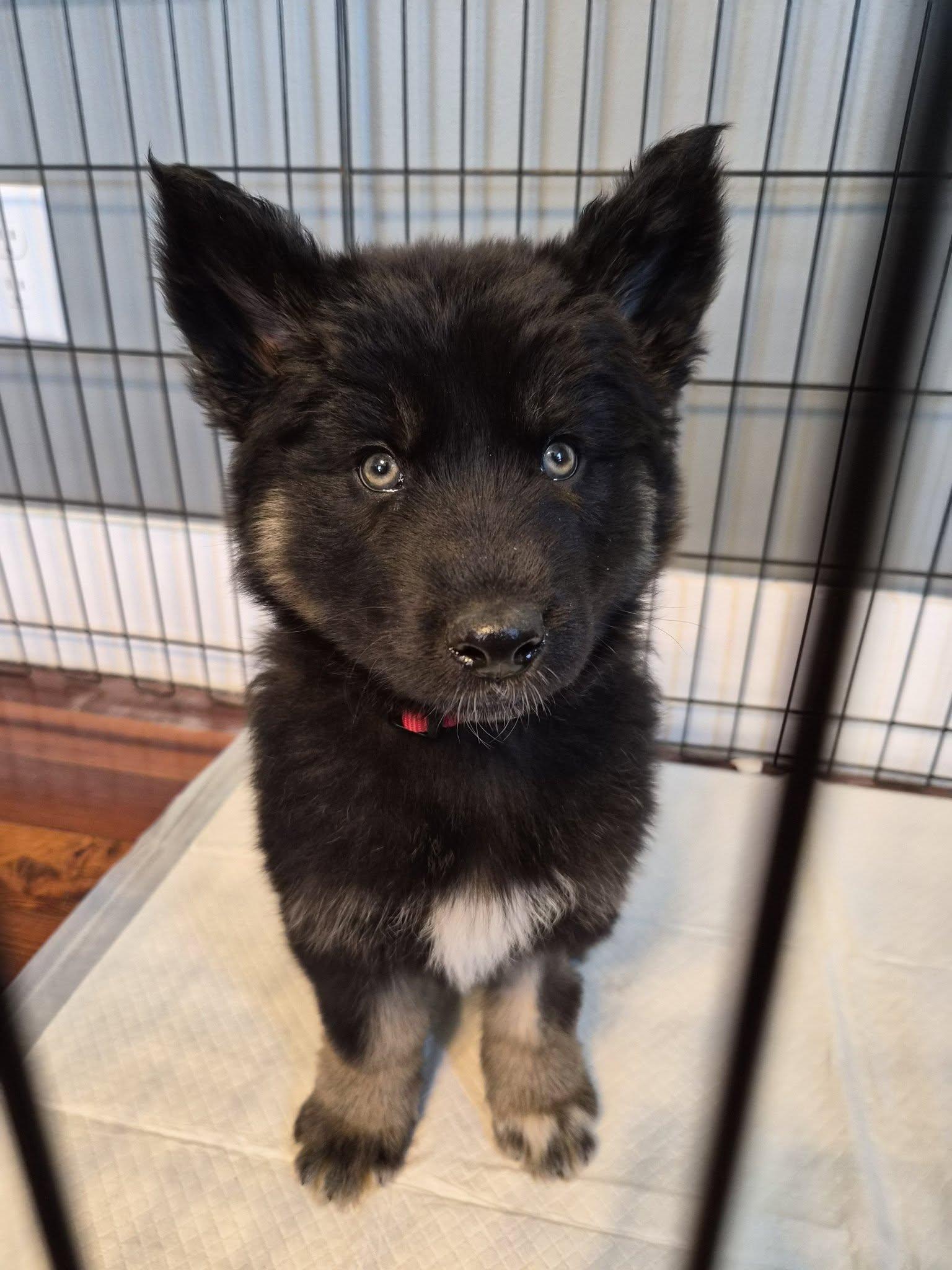 Norbert, adopted, Puppy Male Husky & Shepherd.