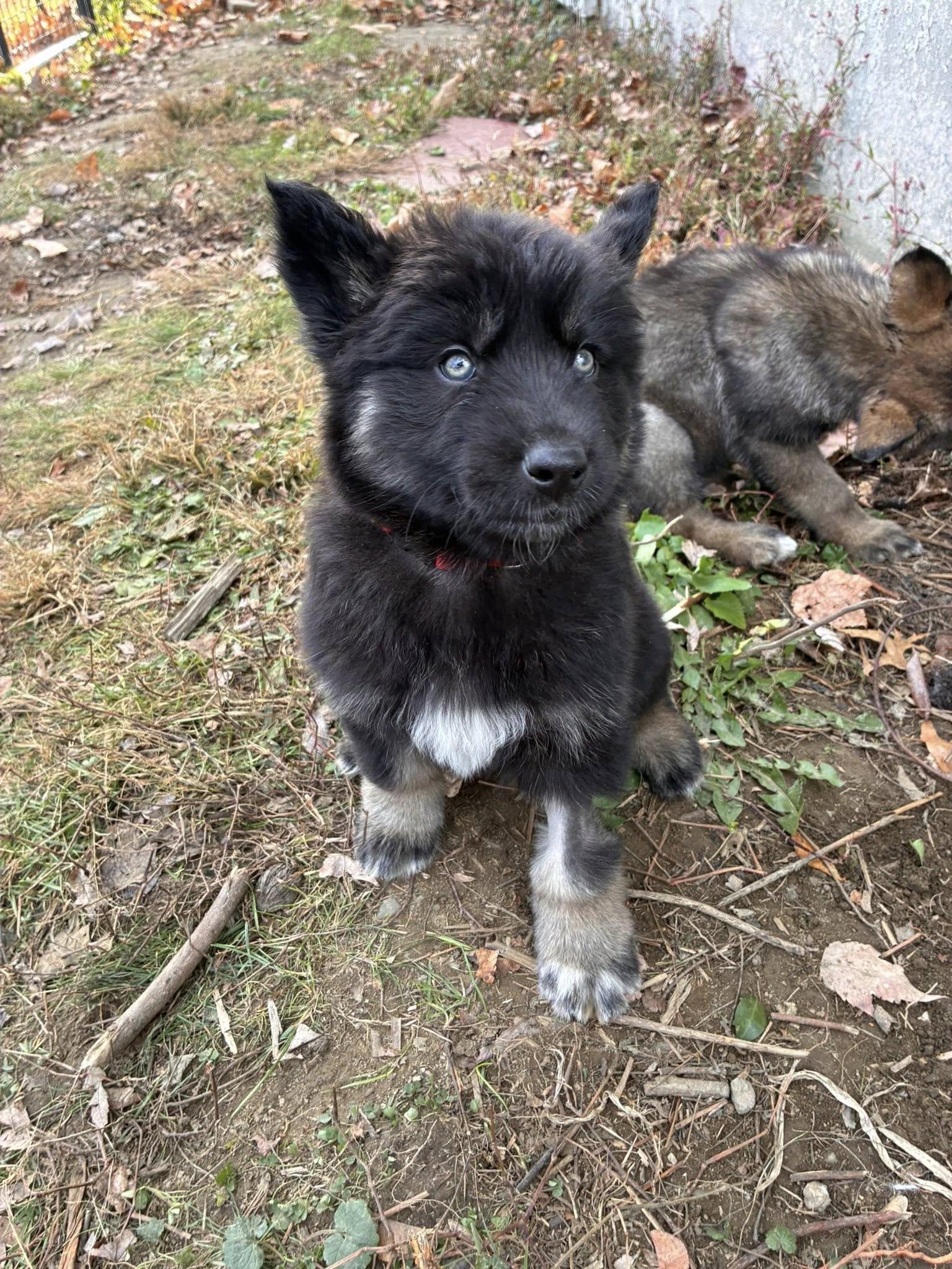 Enlarge Norbert, an adopted mixed breed in Turners Falls, MA image 2/2