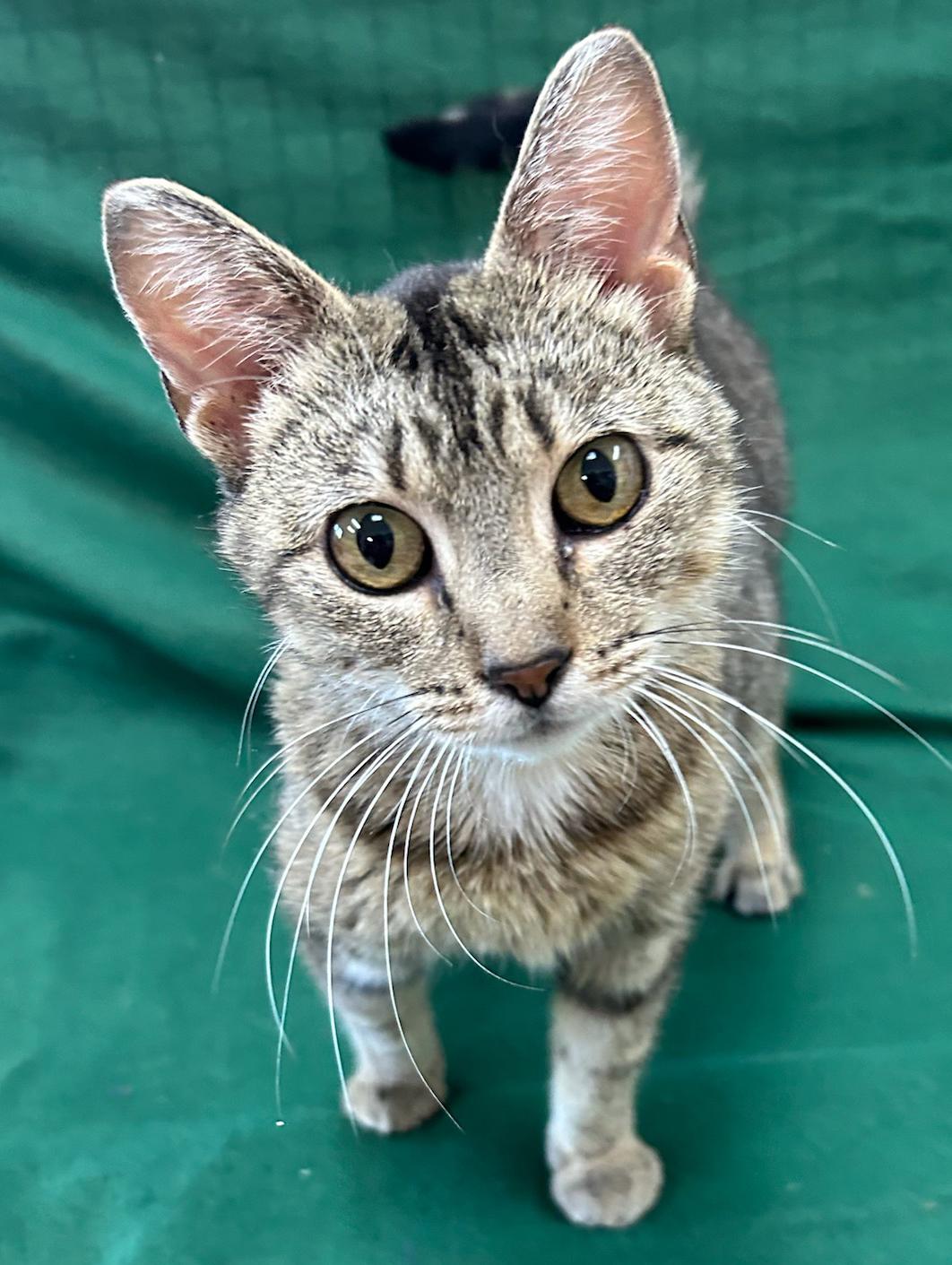 Bug (FeLV+), Adoptable, Adult Female Domestic Short Hair.