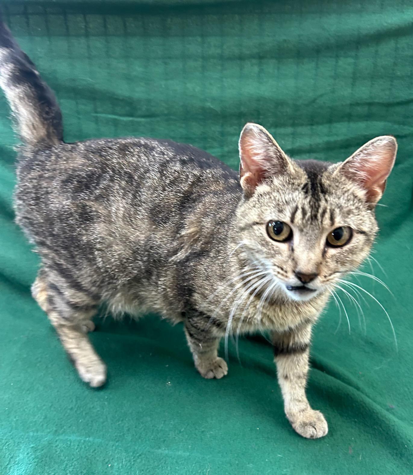 Bug (FeLV+), a Adoptable Domestic Short Hair in Neillsville, WI image 2/5