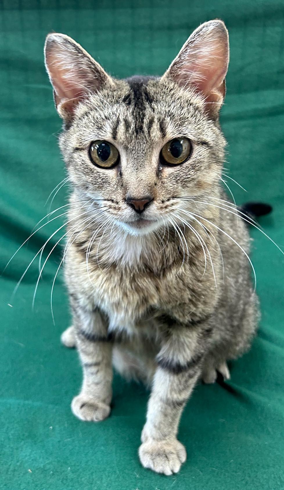 Bug (FeLV+), a Adoptable Domestic Short Hair in Neillsville, WI image 3/5