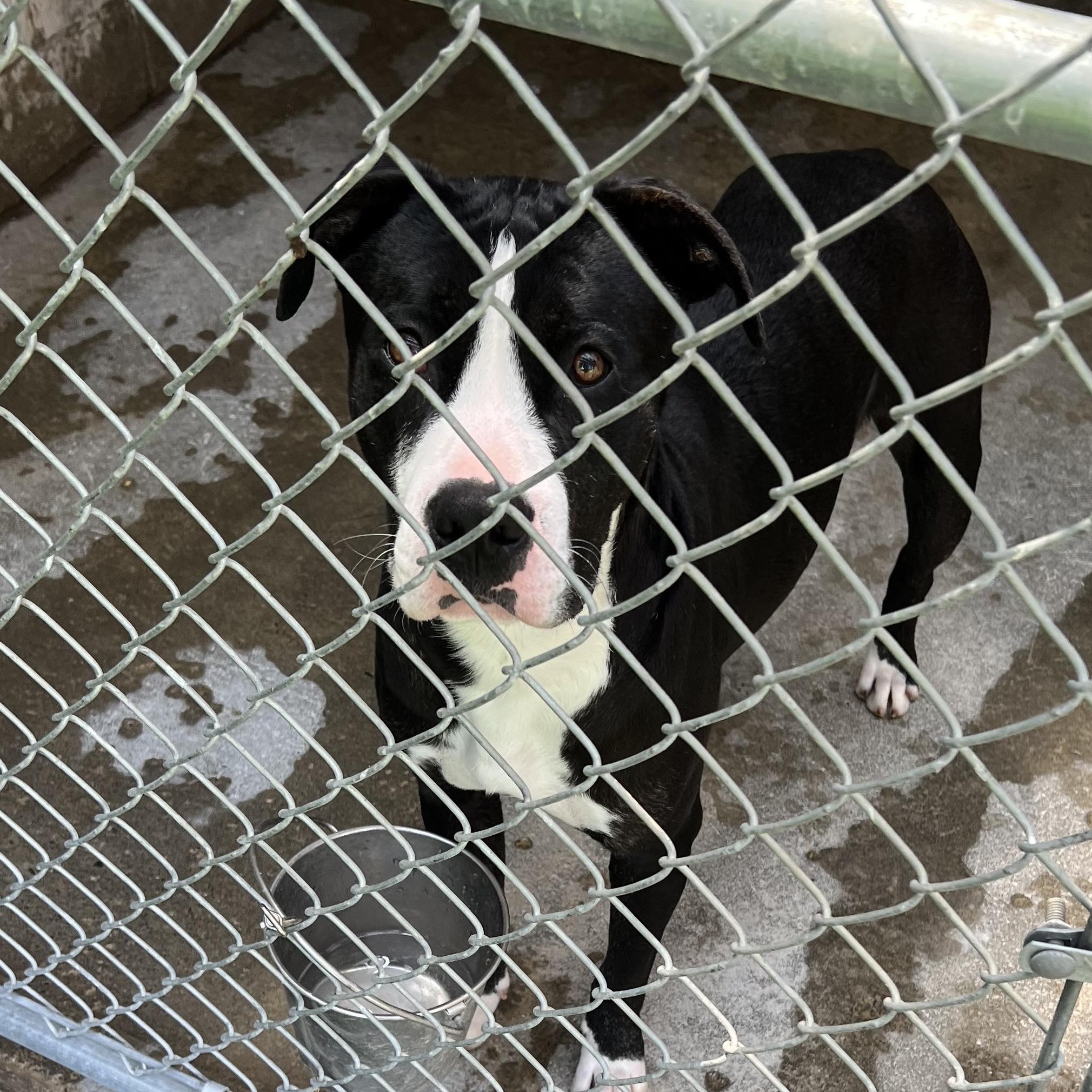 Sydney, Adoptable, Young Male Pit Bull Terrier.