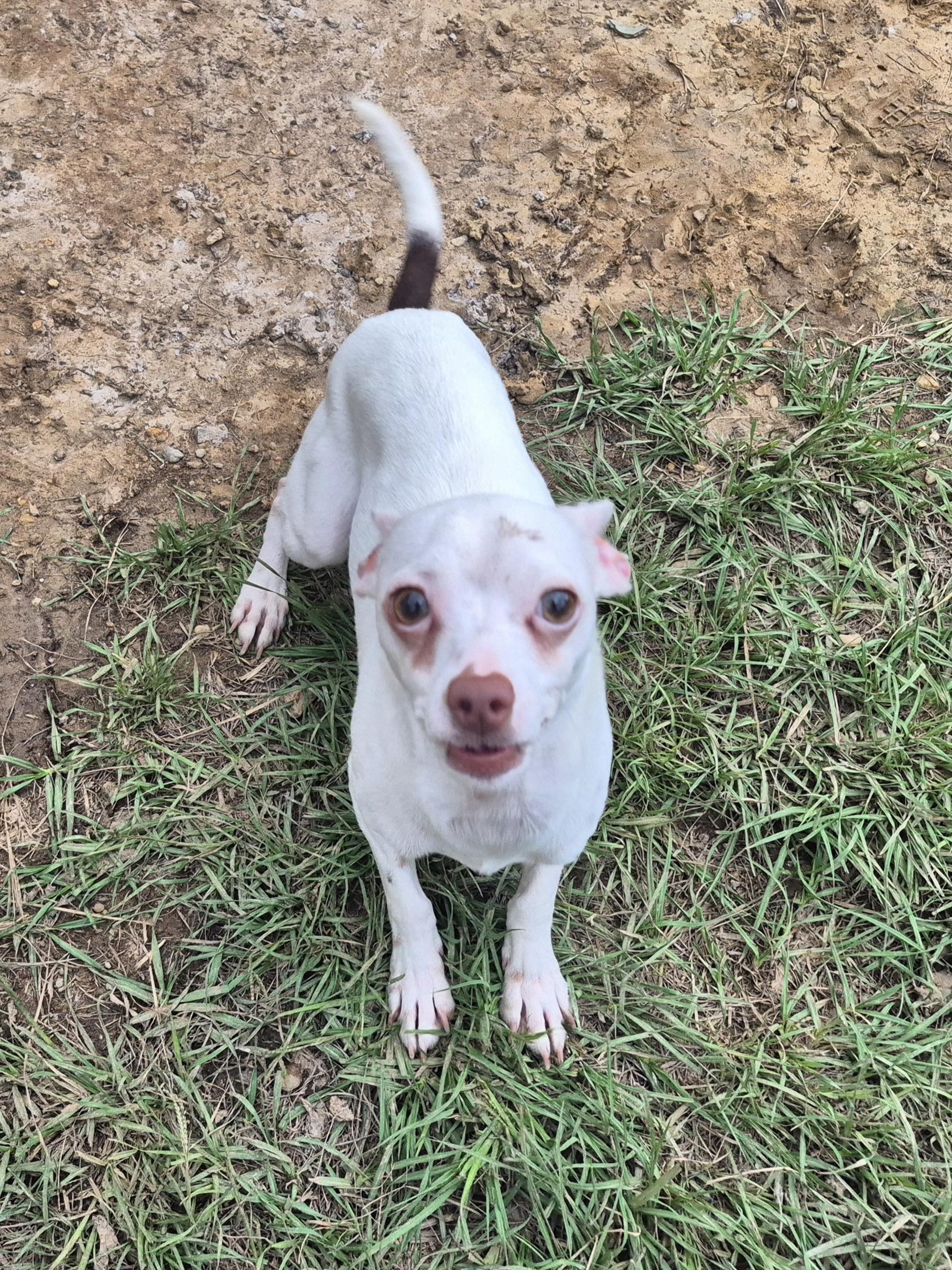 June Chihuahua Dog