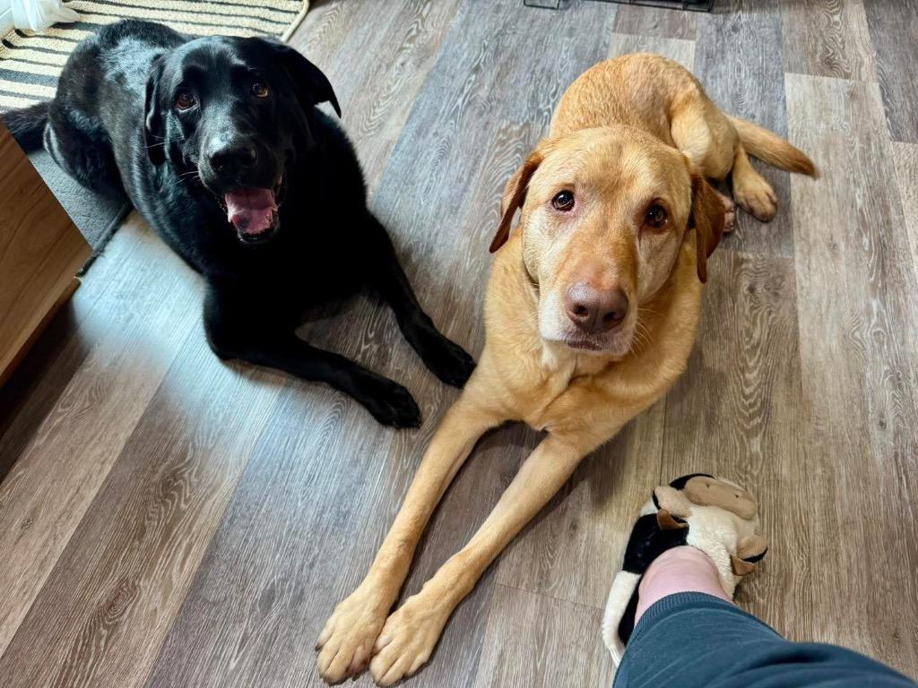 Harper (bonded with Lily), Adoptable, Adult Female Labrador Retriever & Great Pyrenees.