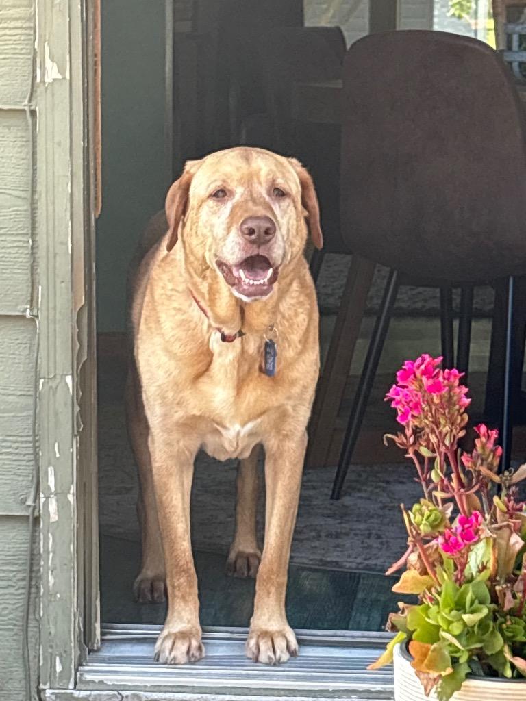 Harper (bonded with Lily), a Adoptable mixed breed in Johnston, IA image 1/4