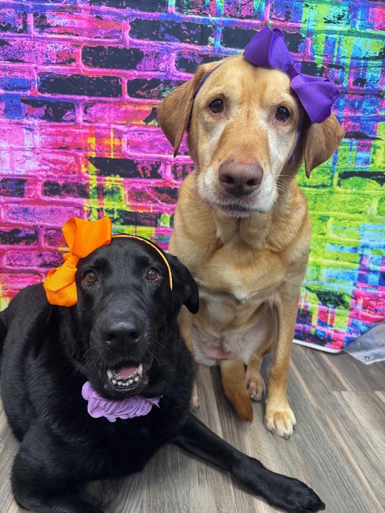 Harper (bonded with Lily), a Adoptable mixed breed in Johnston, IA image 3/4