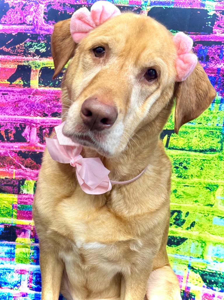 Harper (bonded with Lily), a Adoptable mixed breed in Johnston, IA image 4/4