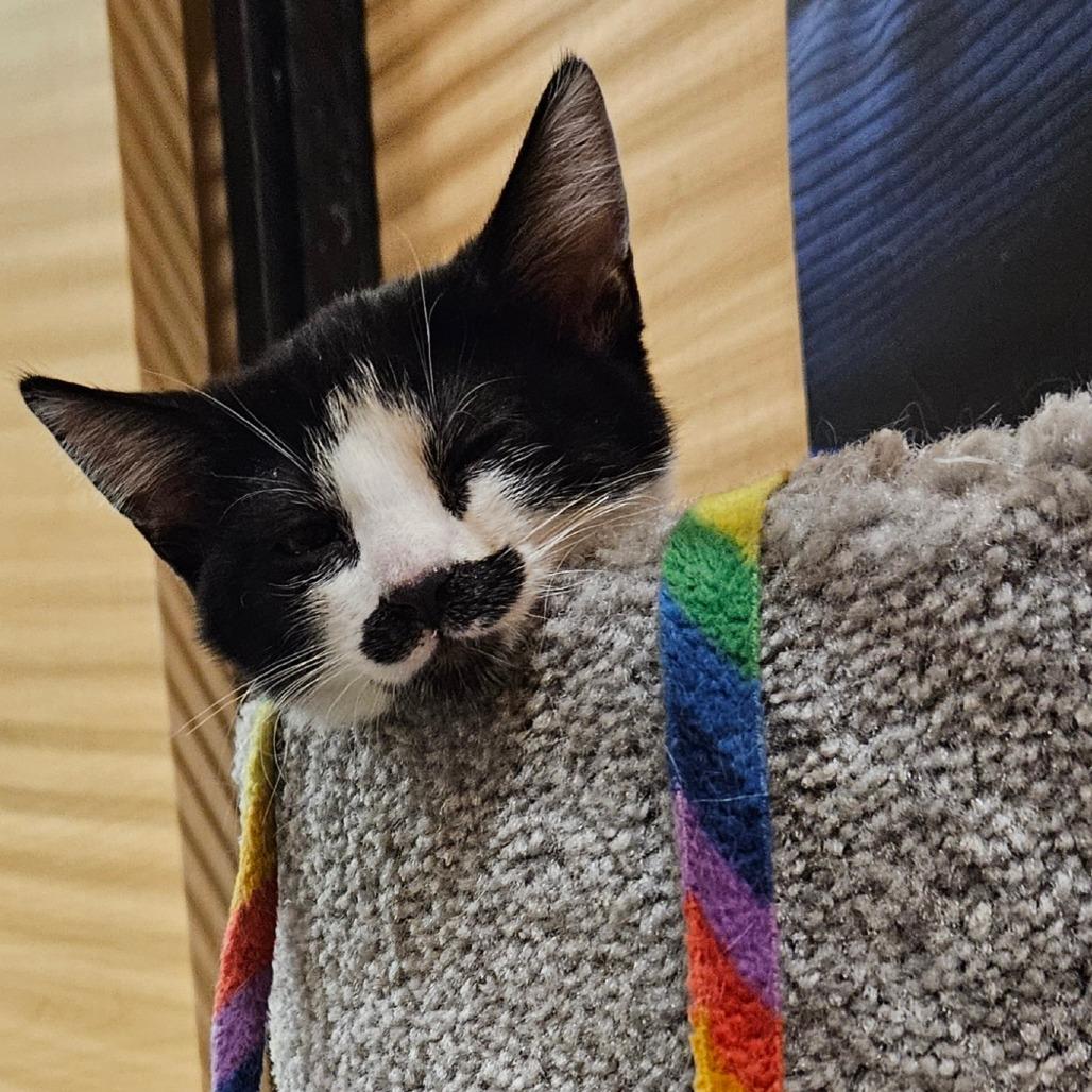 Pringles, Adoptable, Kitten Female Domestic Short Hair.