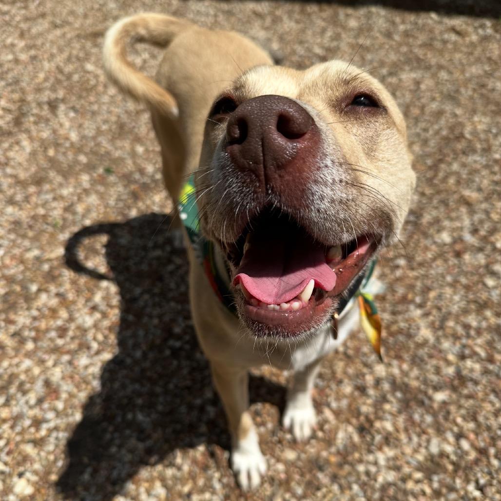 Emma, Adoptable, Adult Female Pit Bull Terrier & Beagle.