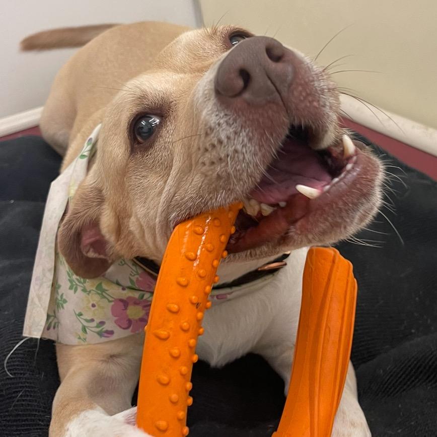 Enlarge Emma, a Adoptable mixed breed in Dallas, TX image 2/6