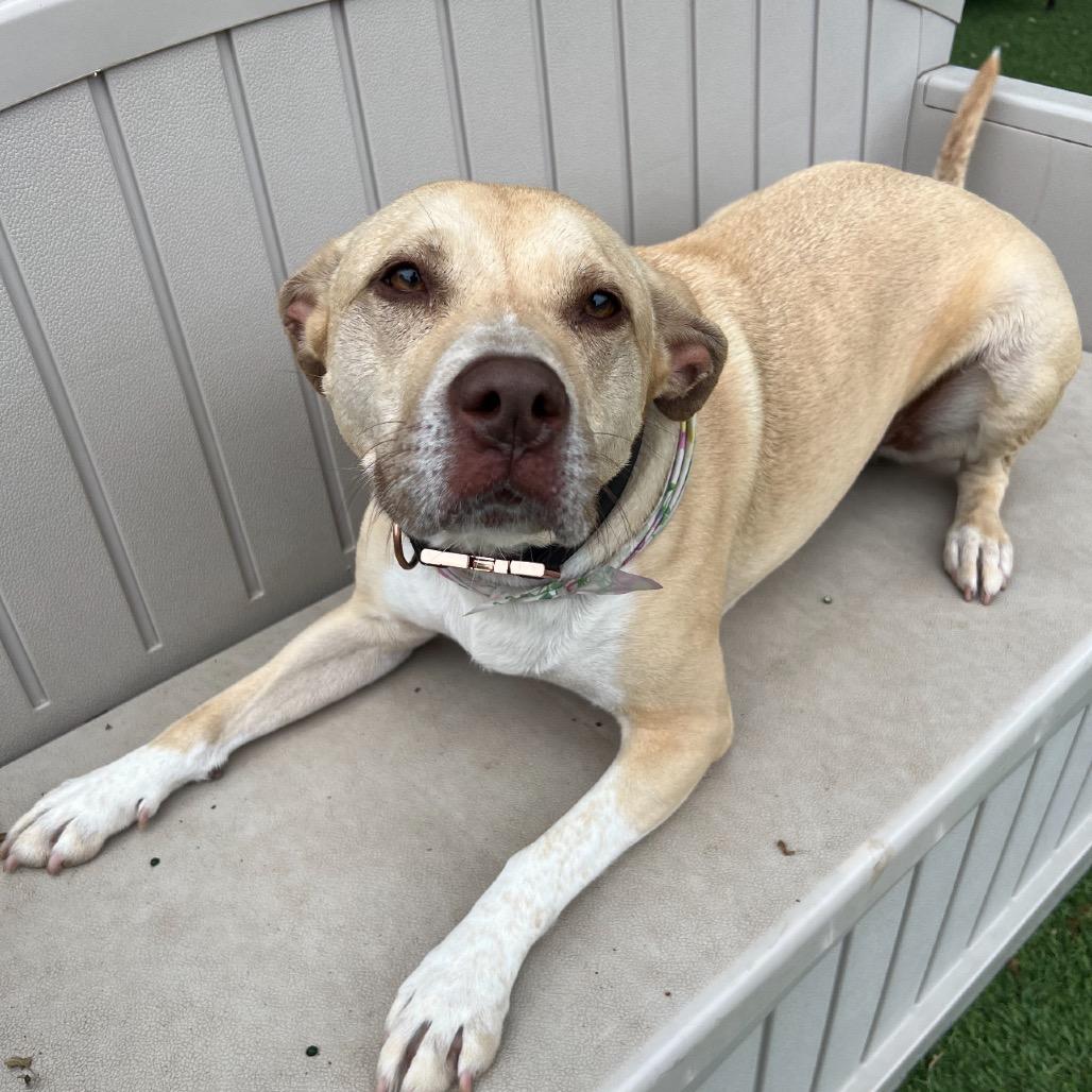 Enlarge Emma, a Adoptable mixed breed in Dallas, TX image 3/6