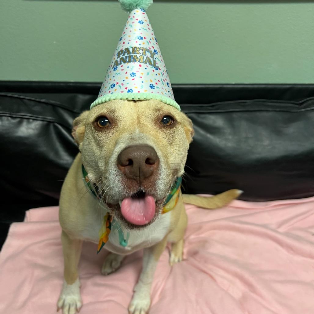 Enlarge Emma, a Adoptable mixed breed in Dallas, TX image 4/6