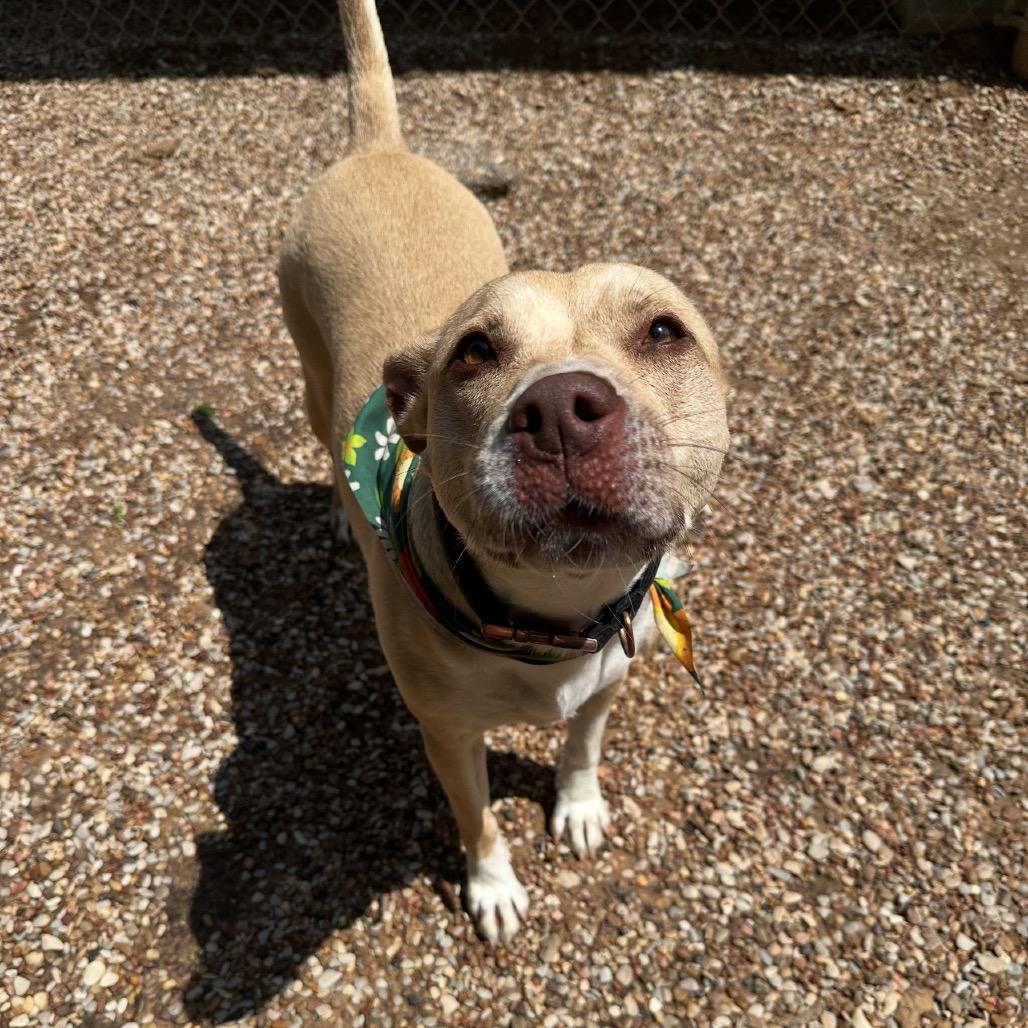 Enlarge Emma, a Adoptable mixed breed in Dallas, TX image 5/6