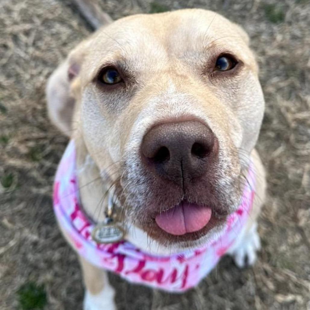 Enlarge Emma, a Adoptable mixed breed in Dallas, TX image 6/6