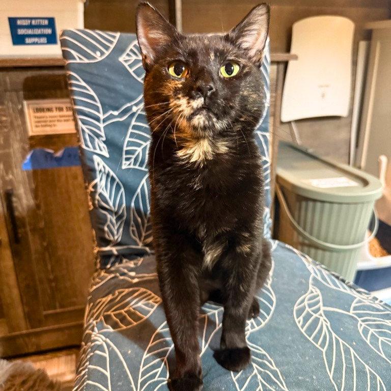 Enlarge Pasilla, a Adopted Domestic Short Hair in Brooklyn, NY image 1/1