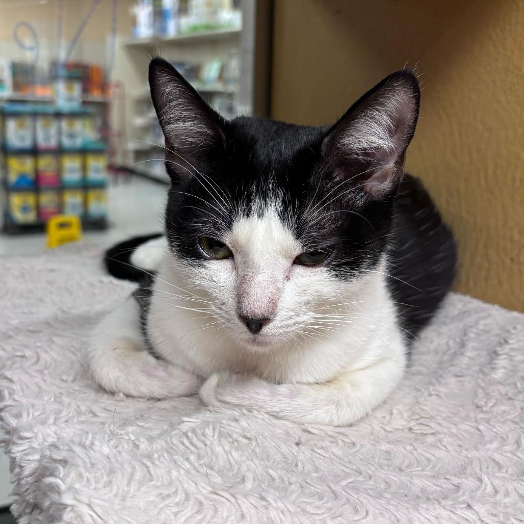 Enlarge Cora, a Adoptable American Shorthair in Escondido, CA image 1/6