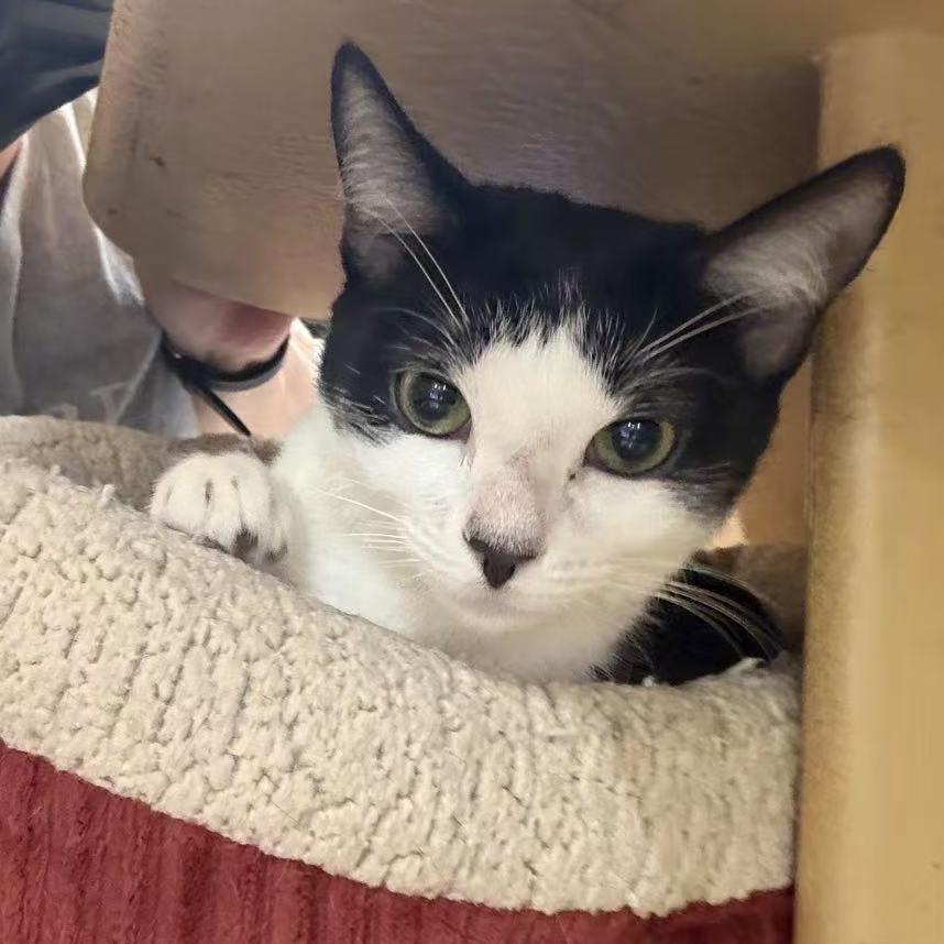 Enlarge Cora, a Adoptable American Shorthair in Escondido, CA image 2/6