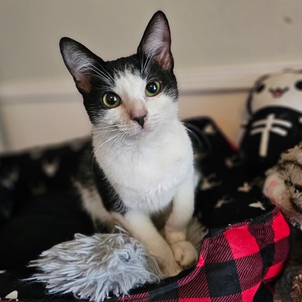 Enlarge Cora, a Adoptable American Shorthair in Escondido, CA image 3/6