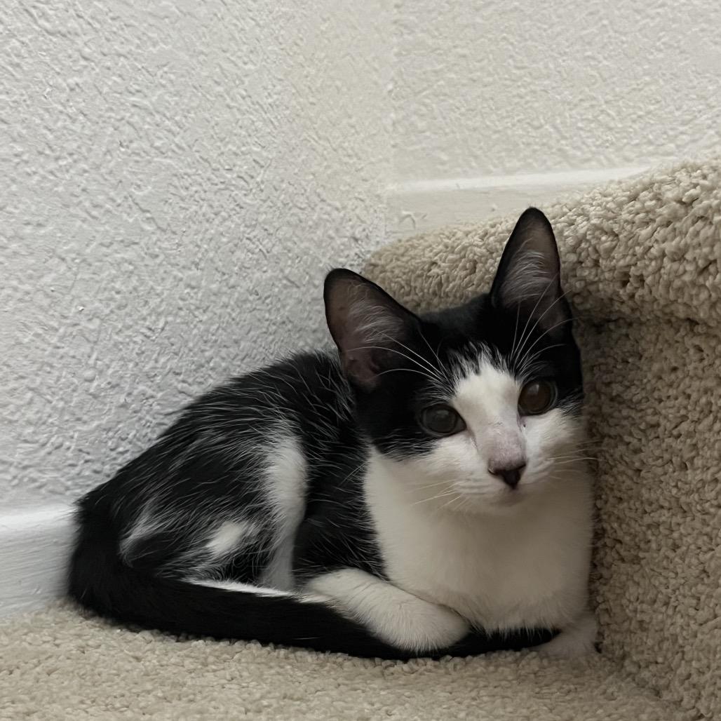 Cora, Adoptable, Kitten Female American Shorthair.