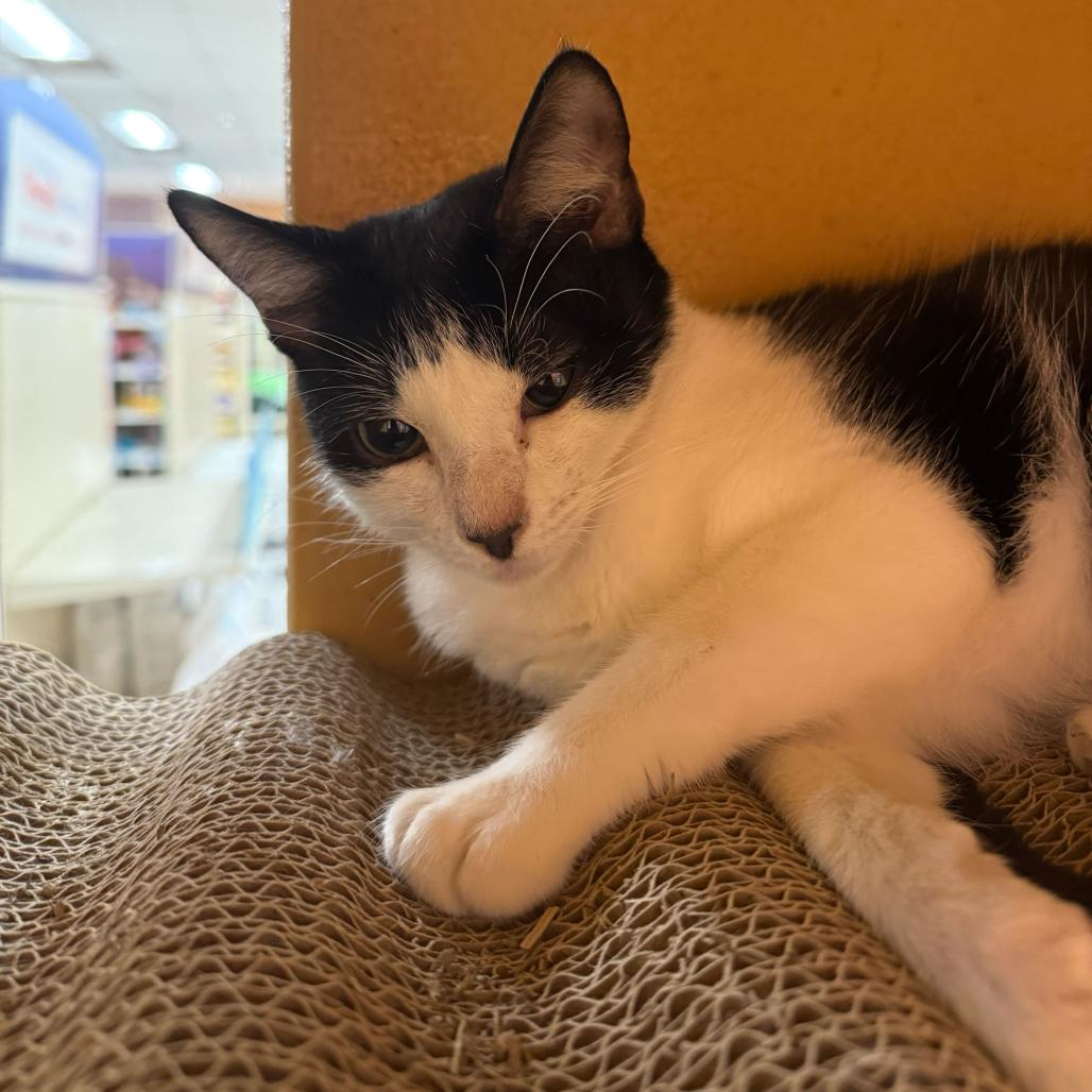 Enlarge Cora, a Adoptable American Shorthair in Escondido, CA image 5/6