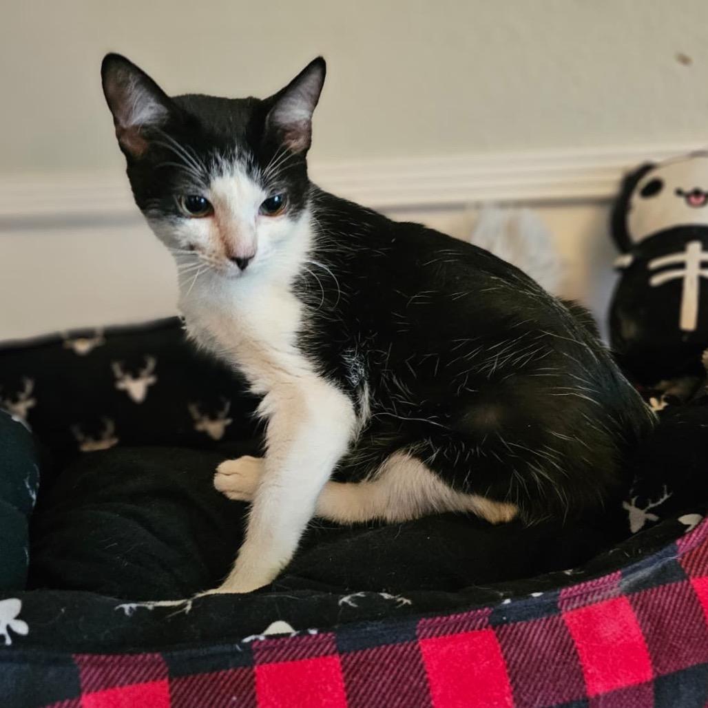 Enlarge Cora, a Adoptable American Shorthair in Escondido, CA image 6/6