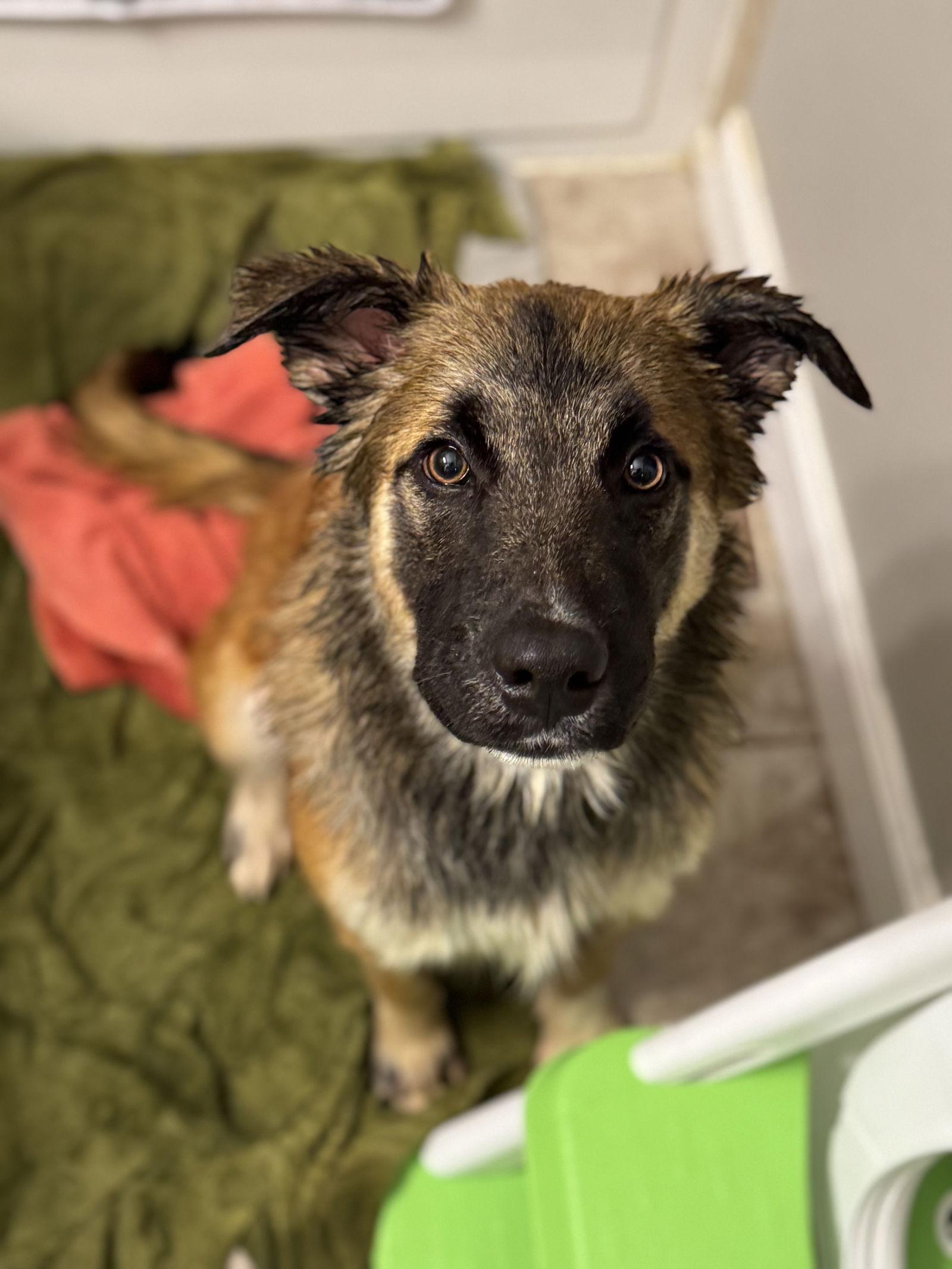 Enlarge Louie, a Adoptable Mixed Breed in Fenton, MO image 1/3