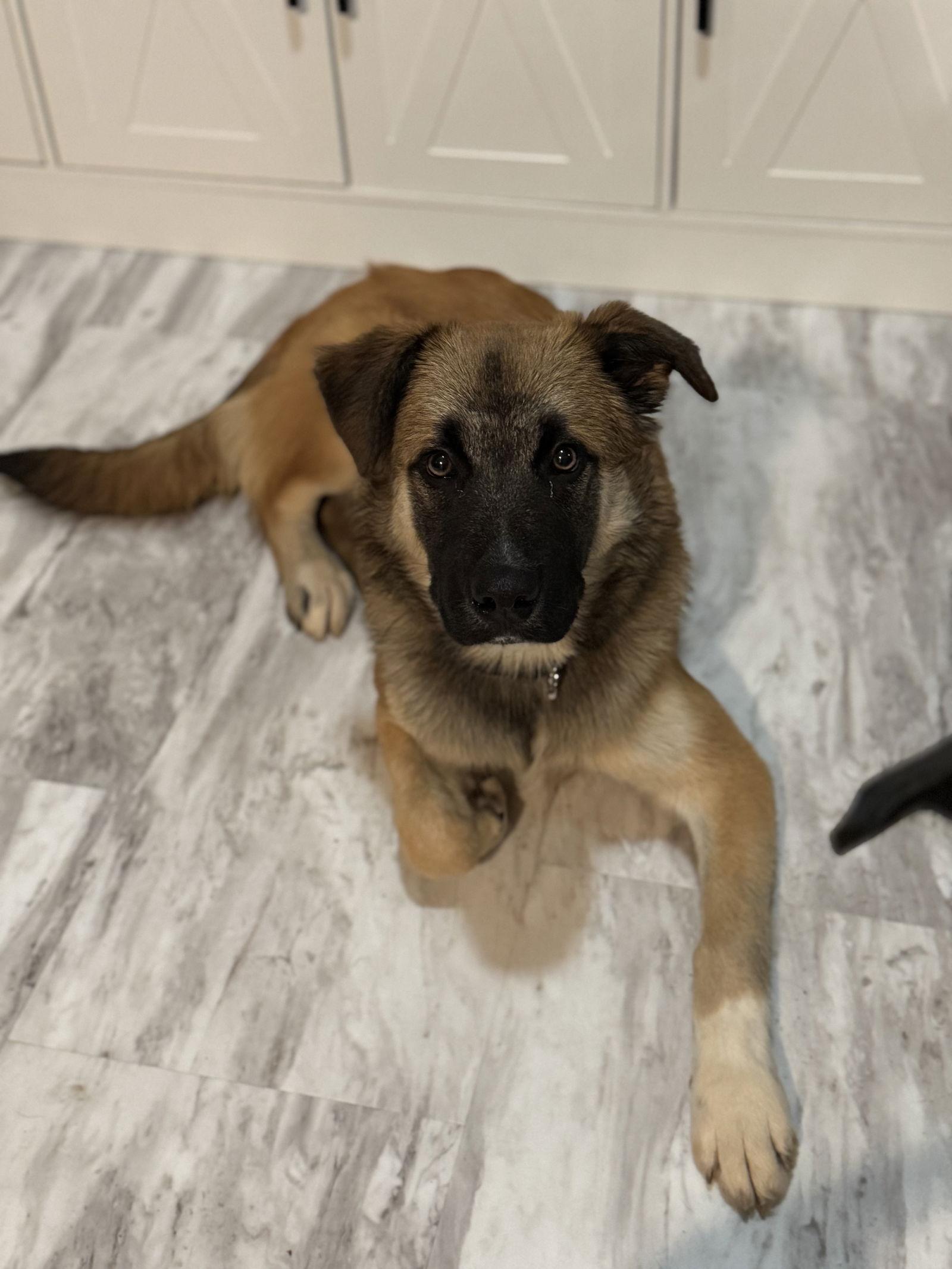 Enlarge Louie, a Adoptable Mixed Breed in Fenton, MO image 2/3