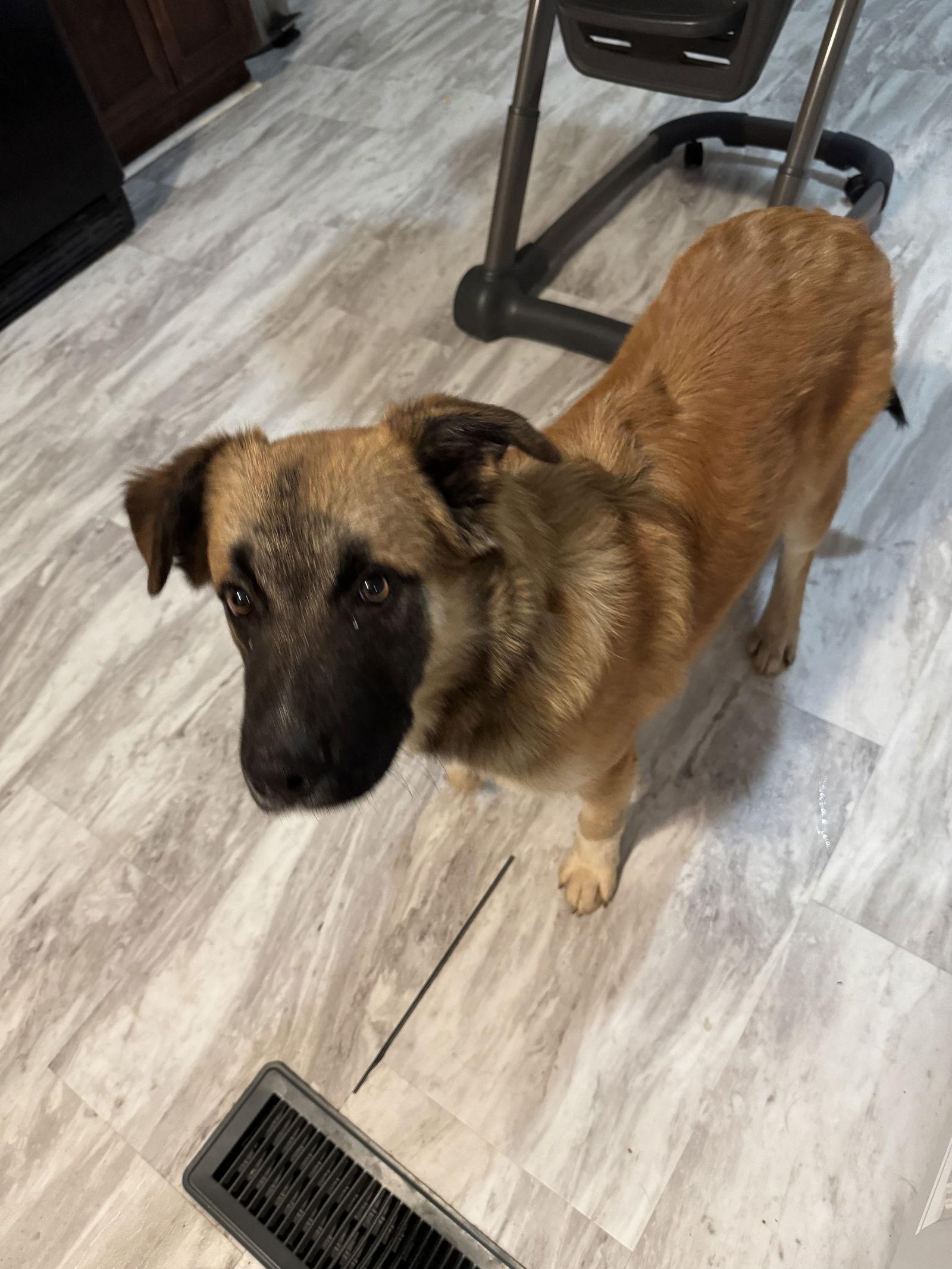 Enlarge Louie, a Adoptable Mixed Breed in Fenton, MO image 3/3