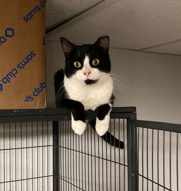 Doug, a Adopted mixed breed in Macedonia, OH image 1/3