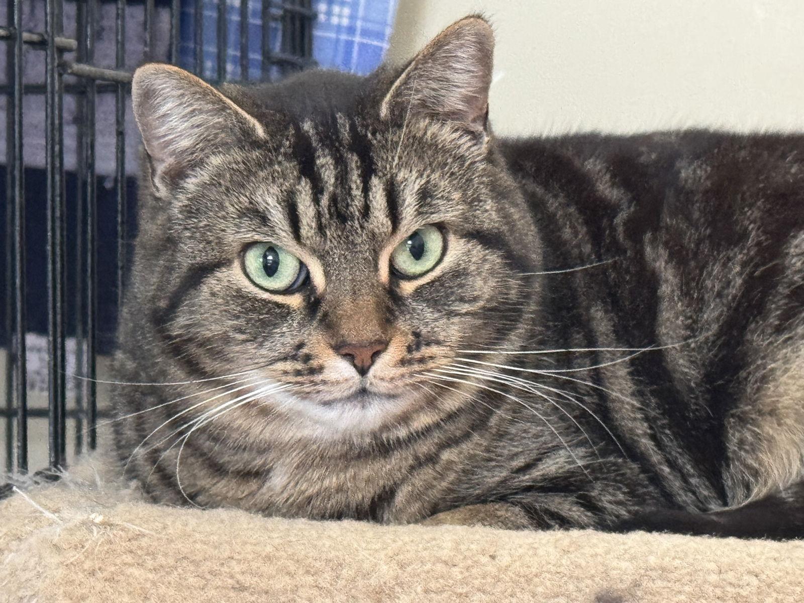 Libby - Sponsored by Lieah, Adoptable, Adult Female Domestic Short Hair.