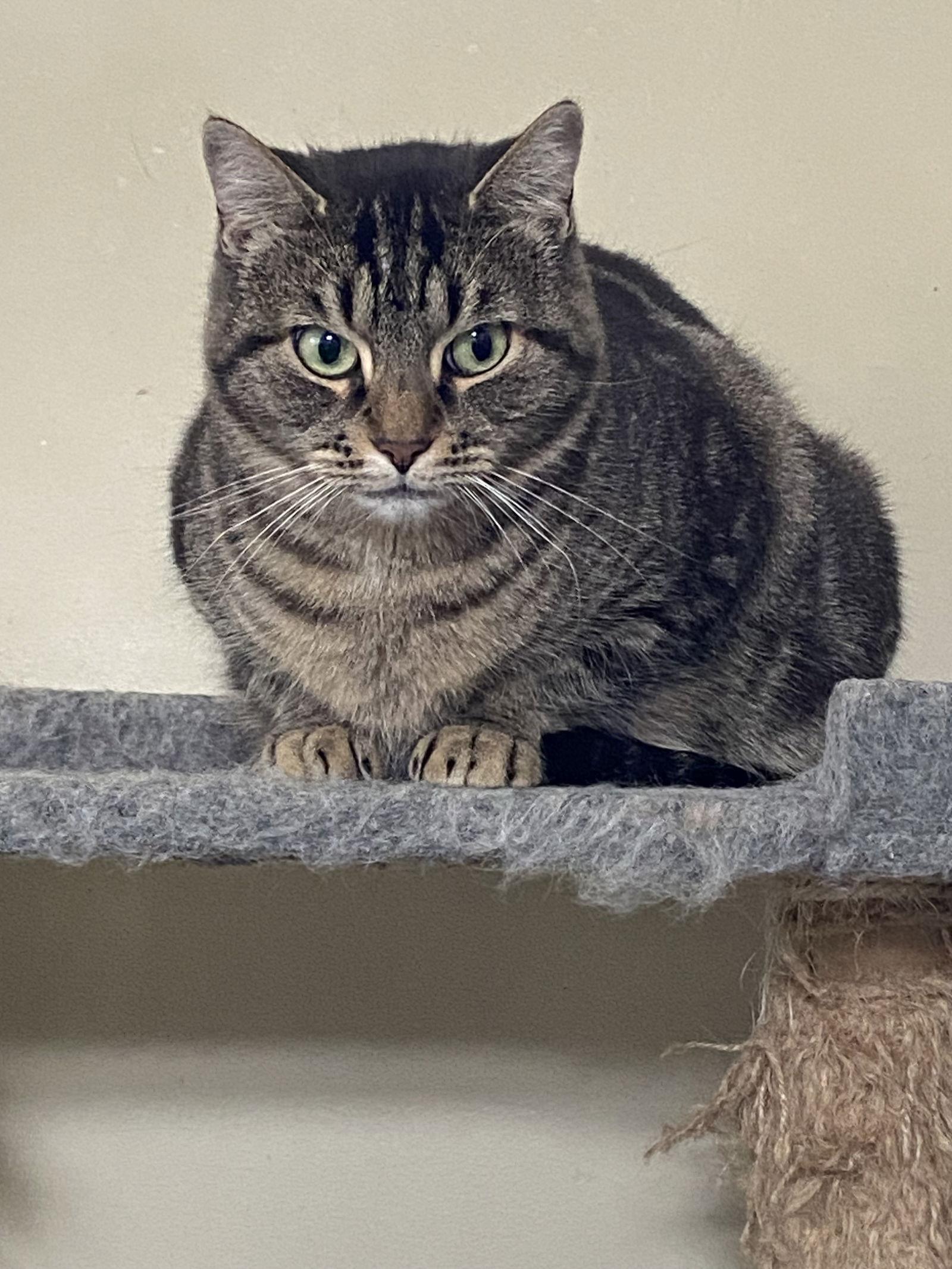 Enlarge Libby - Sponsored by Lieah, a Adoptable Domestic Short Hair in Markham, ON image 2/3