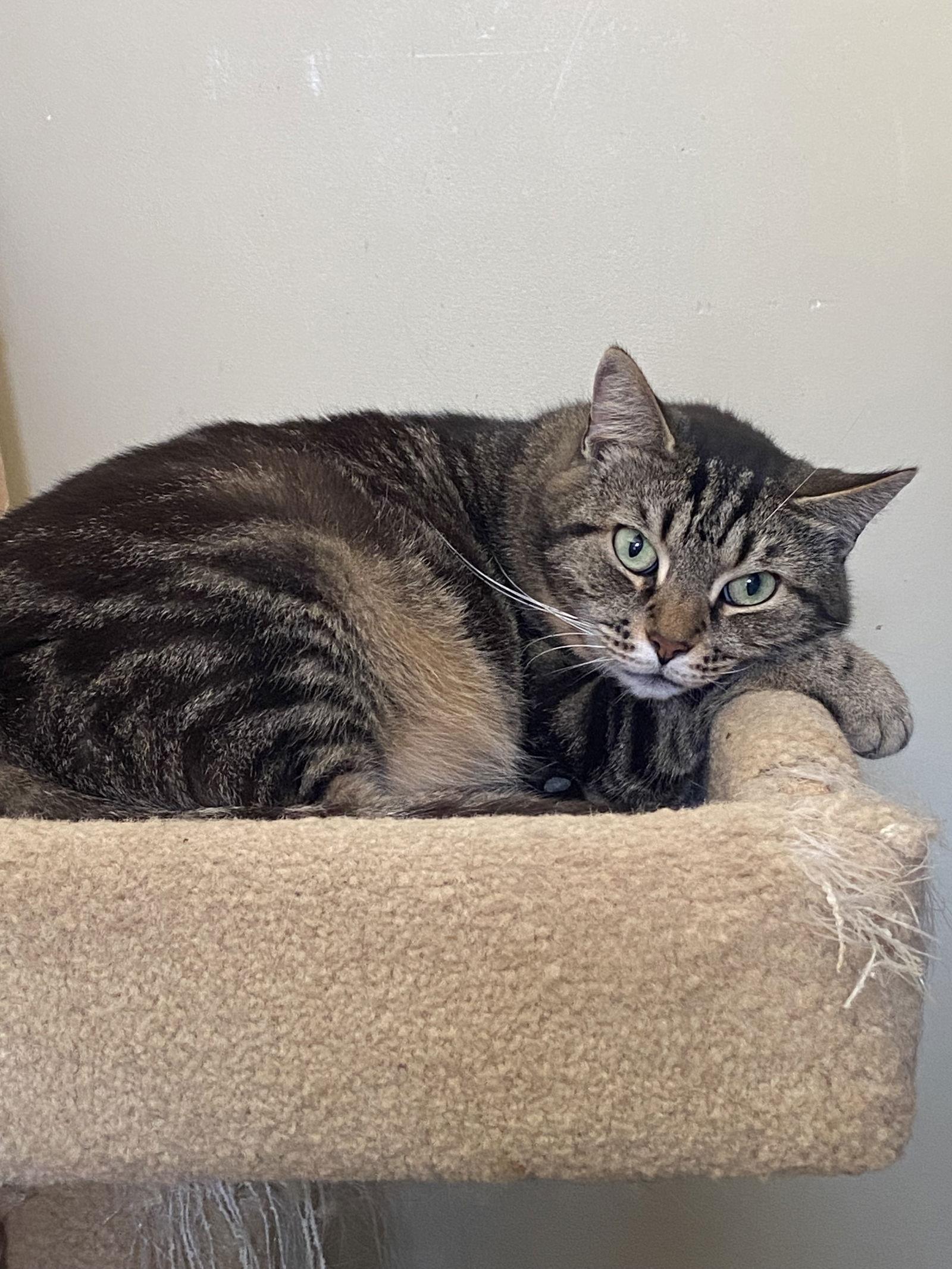 Enlarge Libby - Sponsored by Lieah, a Adoptable Domestic Short Hair in Markham, ON image 3/3