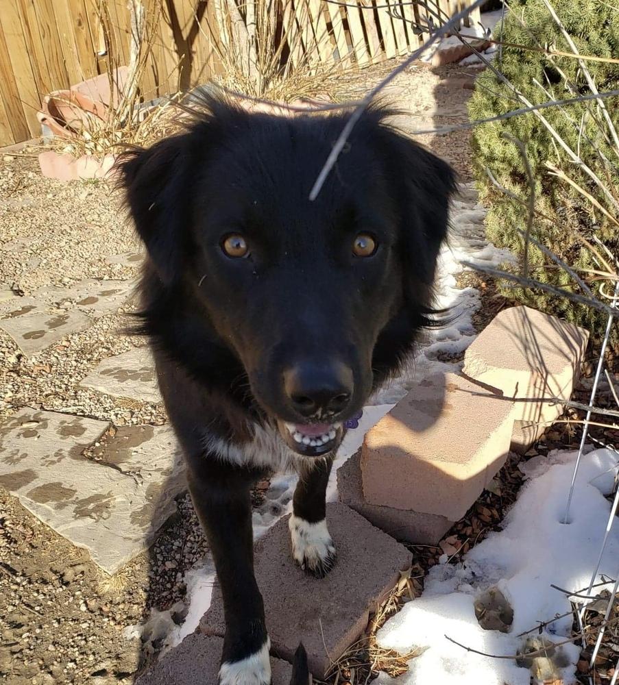 Julius, Adopted, Adult Male Border Collie.