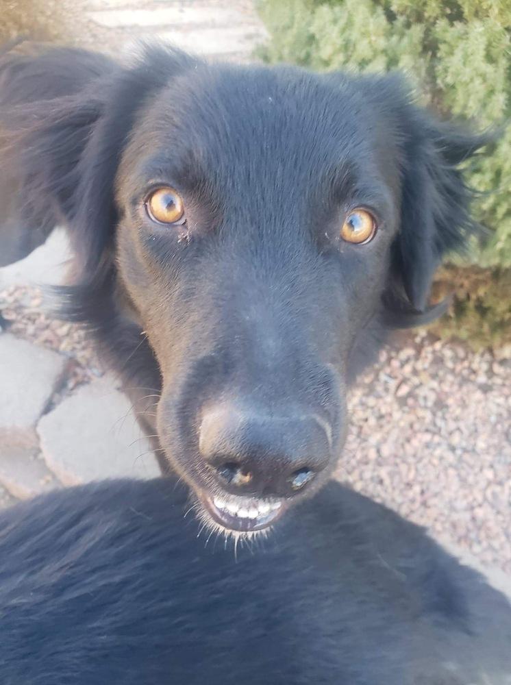 Julius, a Adopted mixed breed in Littleton, CO image 2/5