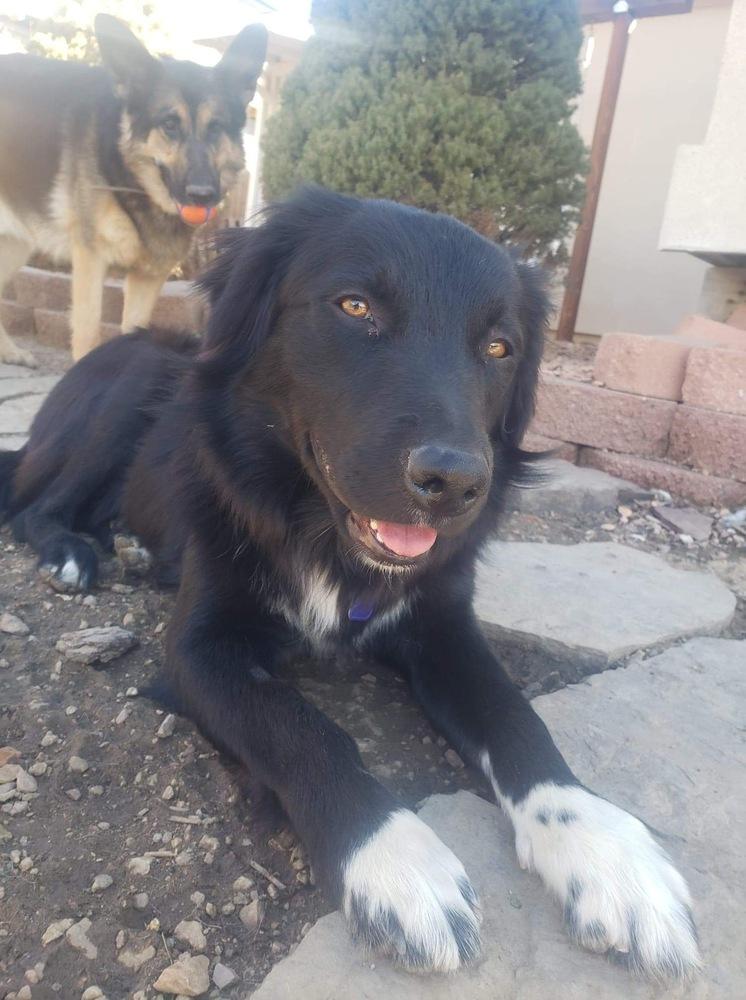 Julius, a Adopted mixed breed in Littleton, CO image 3/5