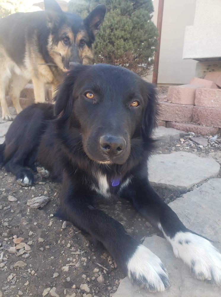 Julius, Adopted, Adult Male Border Collie.