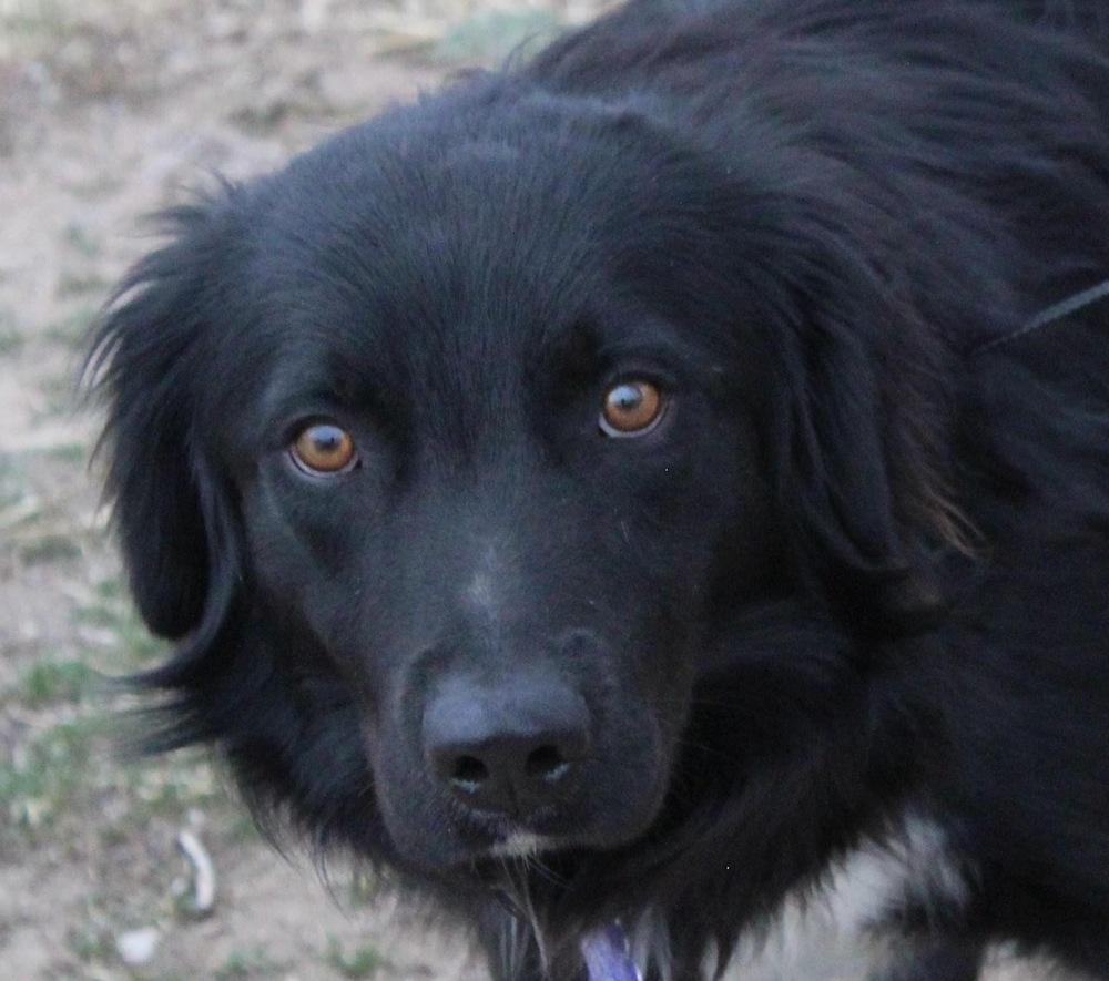 Julius, a Adopted mixed breed in Littleton, CO image 5/5