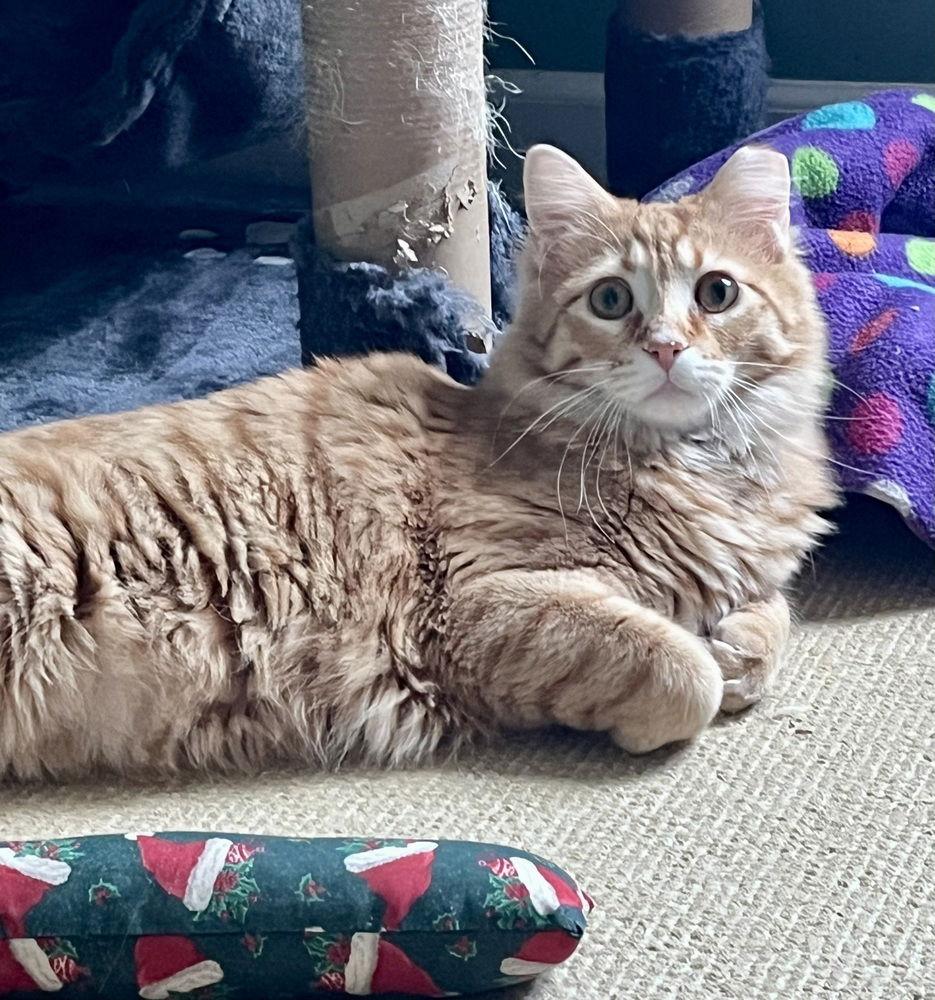 Enlarge Bogey, a Adoptable Domestic Medium Hair in O'Fallon, MO image 1/3