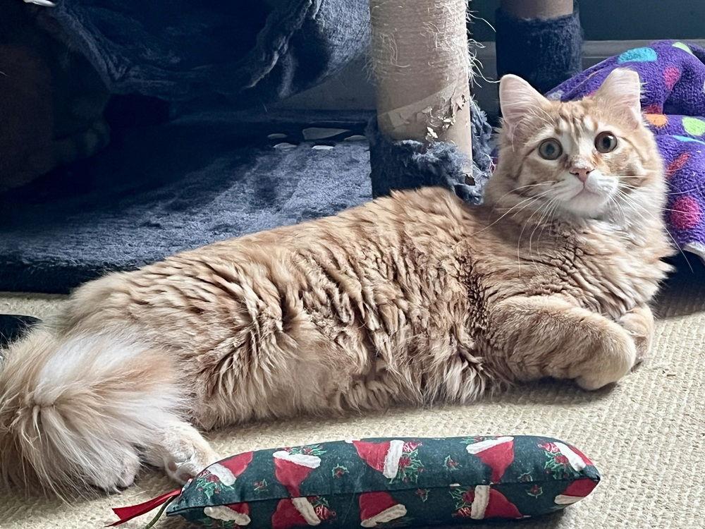 Enlarge Bogey, a Adoptable Domestic Medium Hair in O'Fallon, MO image 2/3