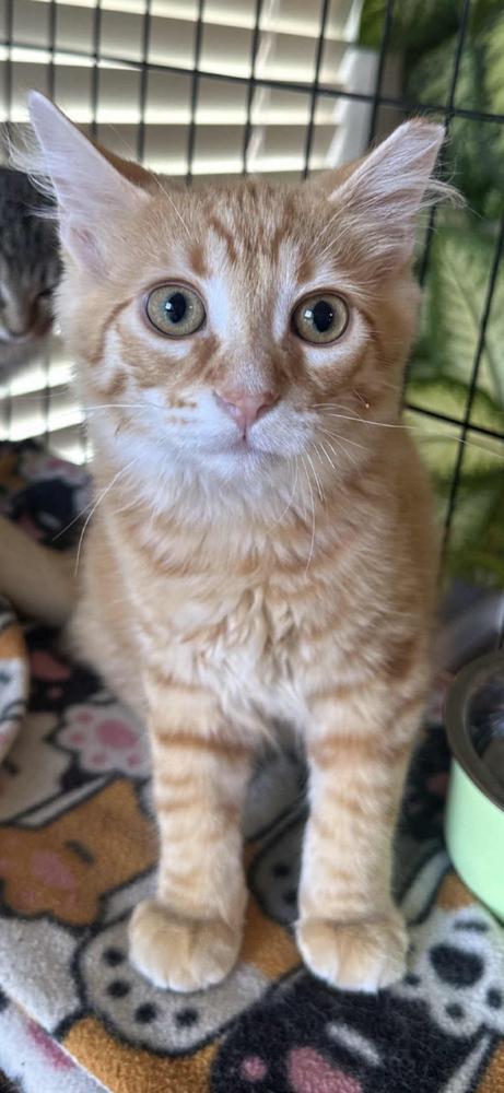 Enlarge Bogey, a Adoptable Domestic Medium Hair in O'Fallon, MO image 3/3