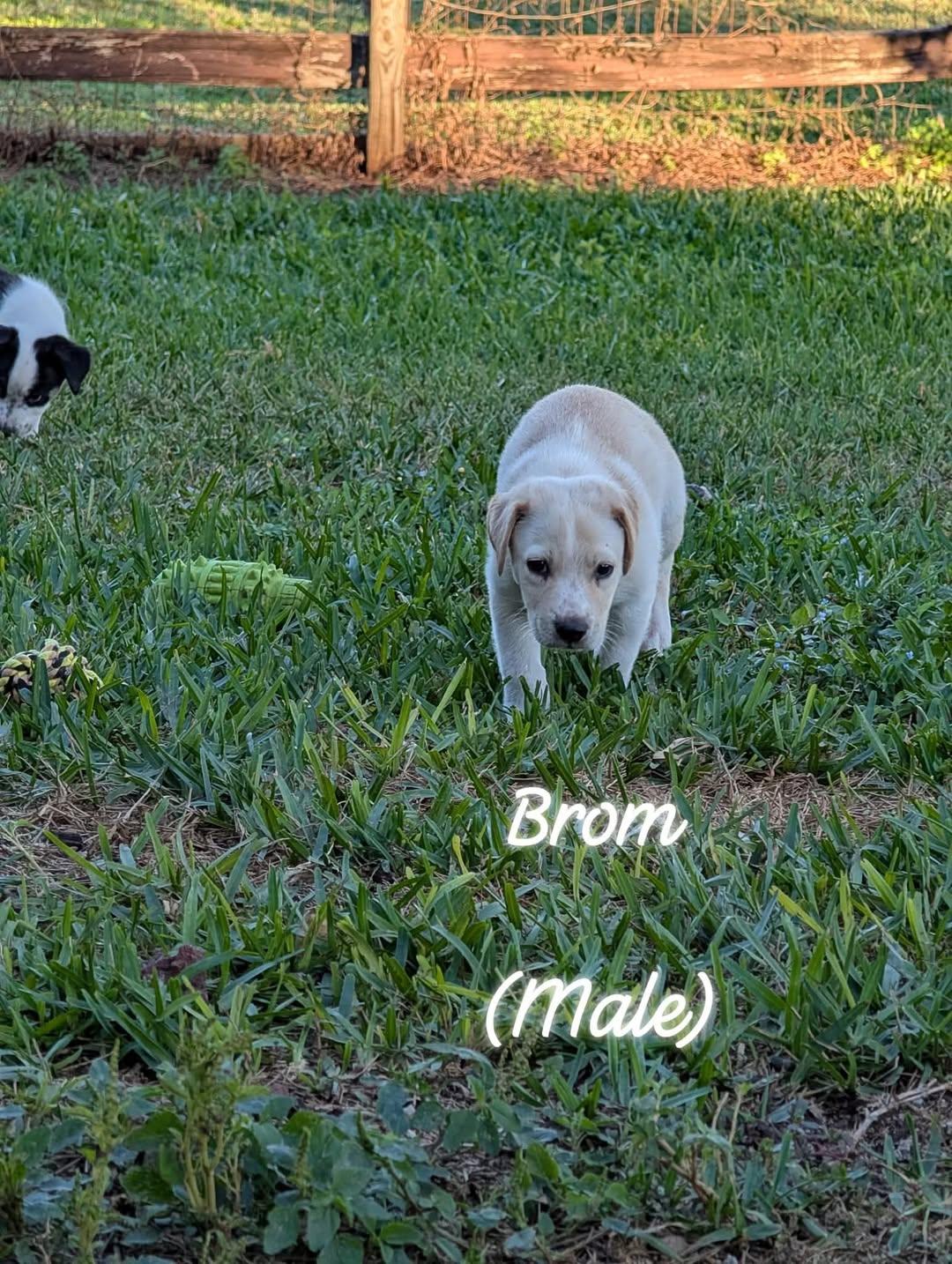 Enlarge Brom, a ADOPTABLE mixed breed image 1/1
