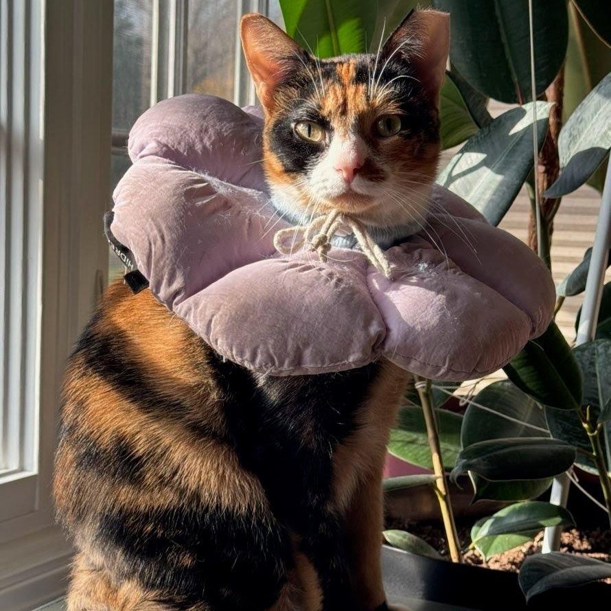 Enlarge Quartz, a Adoptable Domestic Short Hair in Evanston, IL image 6/6