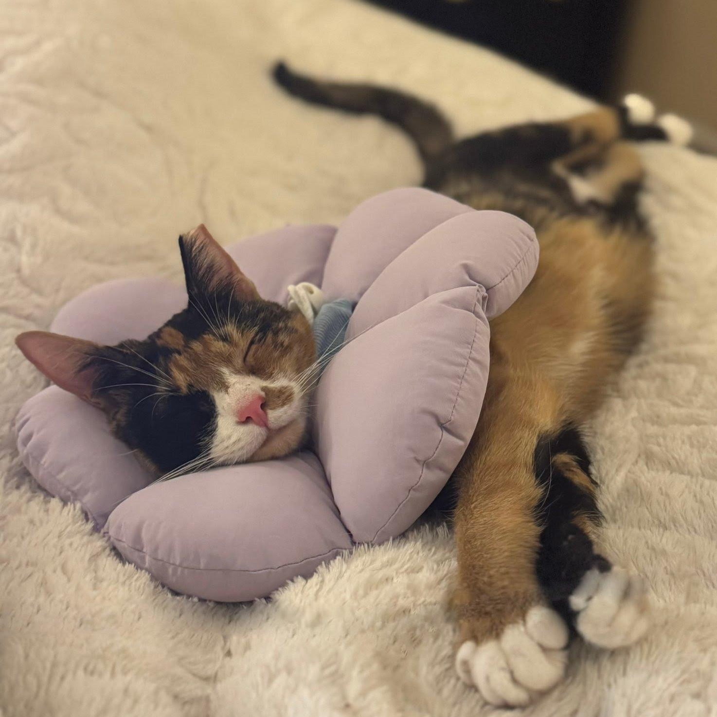 Enlarge Quartz, a Adoptable Domestic Short Hair in Evanston, IL image 3/6