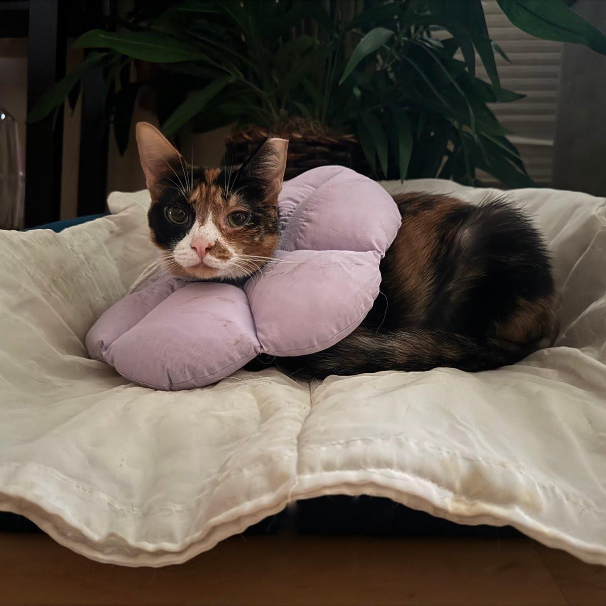 Enlarge Quartz, a Adoptable Domestic Short Hair in Evanston, IL image 4/6