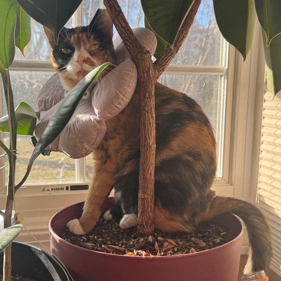 Quartz, Adoptable, Adult Female Domestic Short Hair.